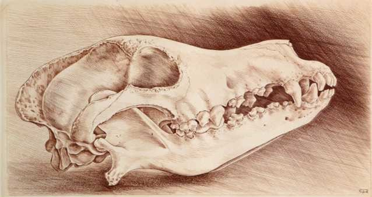 "Étude d'un crâne de chien" - Christiane Roy